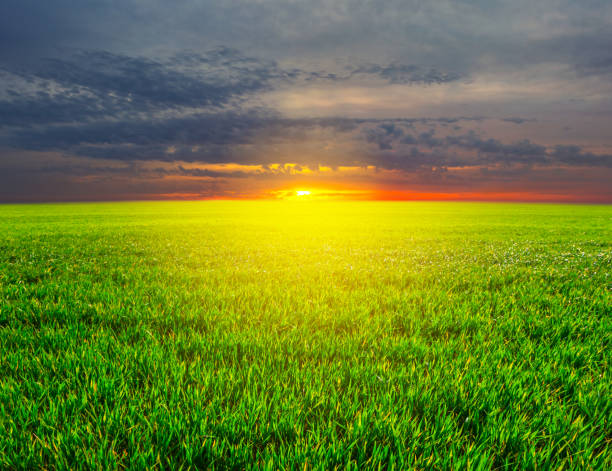 istock beautiful rural field under a dense cloudy sky at the sunset 935305602
