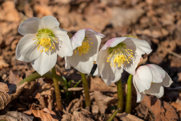 istock a bunch of hellebores in the forest 935308302