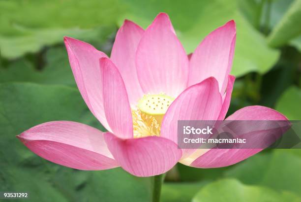 Lotusblume Stockfoto und mehr Bilder von Baumblüte - Baumblüte, Bildhintergrund, Blatt - Pflanzenbestandteile