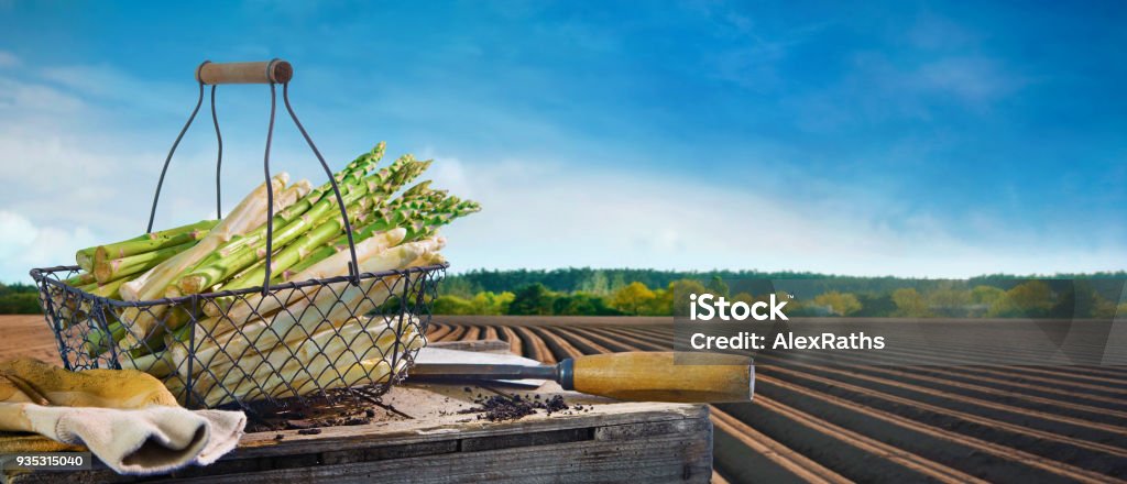 Basket of white and green asparagus in front of asparagus field Basket of white and green asparagus in front of asparagus field in spring Agriculture Stock Photo