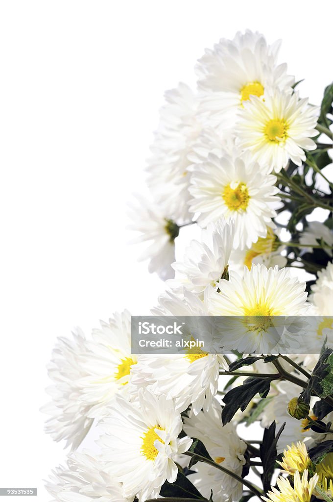 Floral border  Angle Stock Photo