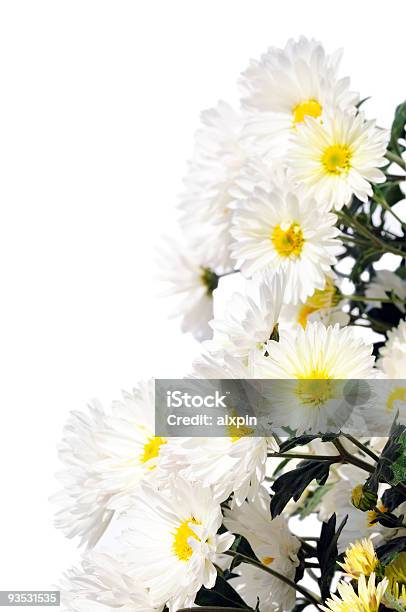 Floral Border Stock Photo - Download Image Now - Angle, Beauty In Nature, Blossom