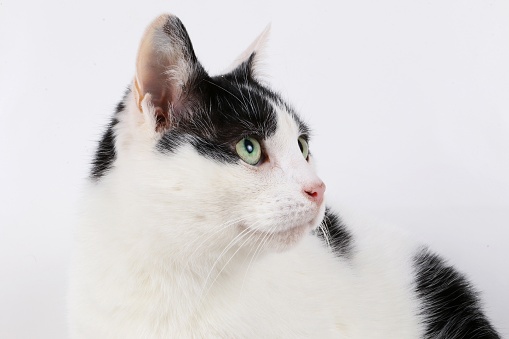 portrait from a black and white cat in the studio