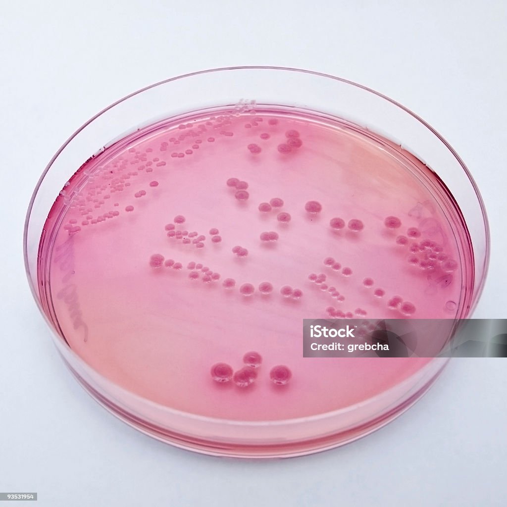 페트리 접시 박테리아 - 로열티 프리 0명 스톡 사진