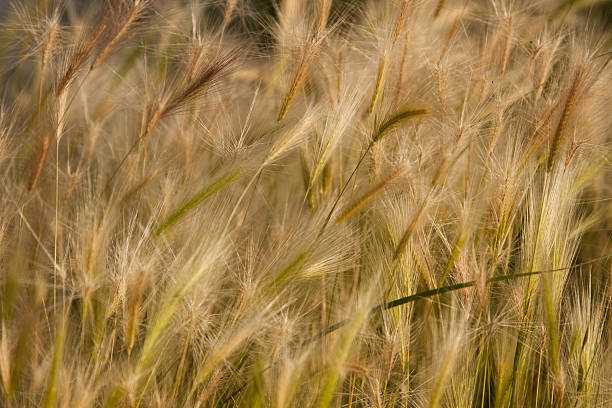 Grass in Sunset stock photo