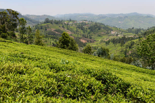 istock Tea garden or plantation 935324150
