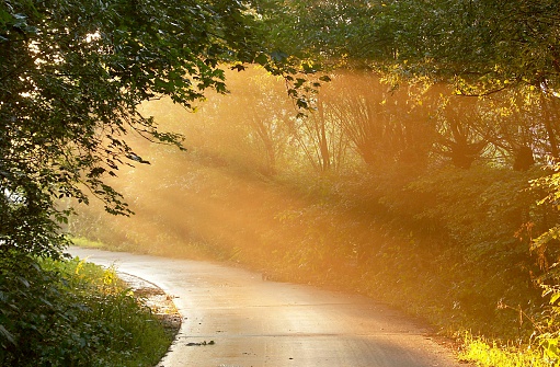 Warm sunlight shining  through the trees on a rural road in summer.