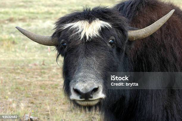 Yak Guardando La Telecamera - Fotografie stock e altre immagini di Addomesticato - Addomesticato, Agricoltura, Alaska - Stato USA