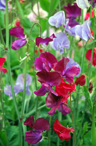 Close- up of multicolored blooming sweet peas. Sweet pea (Lathyrus Odoratus) is an annual climbing plant with a wonderful fragrance.