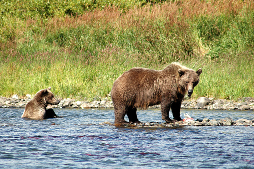 Grizzly mother with her  cub standing in a river filled with red salmon,Katmai National Park,Alaska,USA.