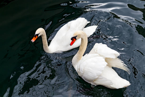 istock White swans on the lake 935329786