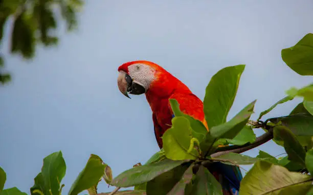 Peroquet - Costa Rica