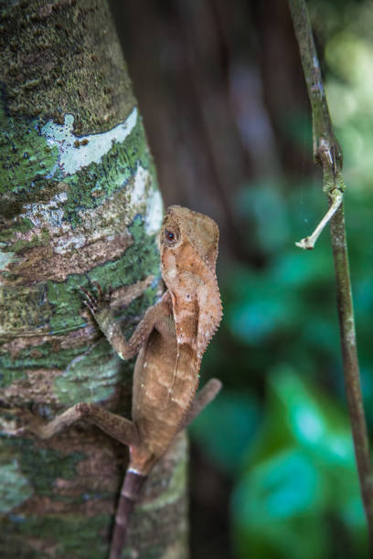 istock Lezard Gp from Costa Rica 935334254