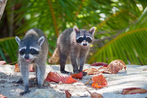 istock Raccoon - Costa Rica 935334572