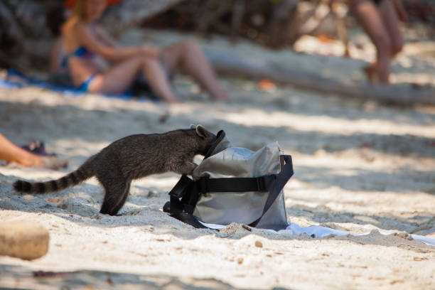 Raccoon - Costa Rica