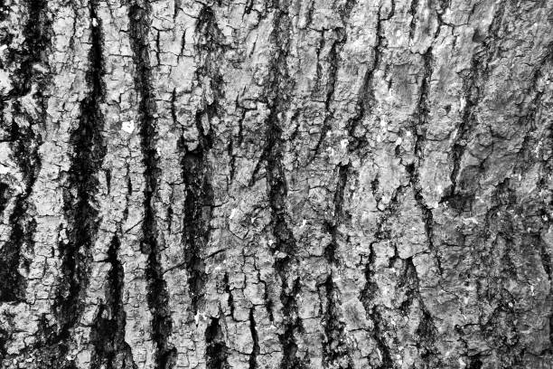 background texture of tree bark close-up. Copy space for text. The concept of using the wood relief in the decor