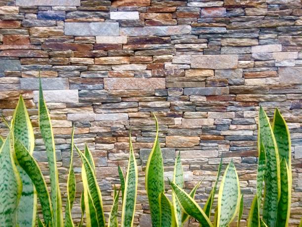 Plants in front of stone wall stock photo