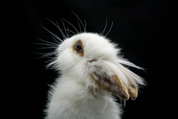 istock Horizontal View of Close Up of One Month Old White Dwarf Rabbit 935337764