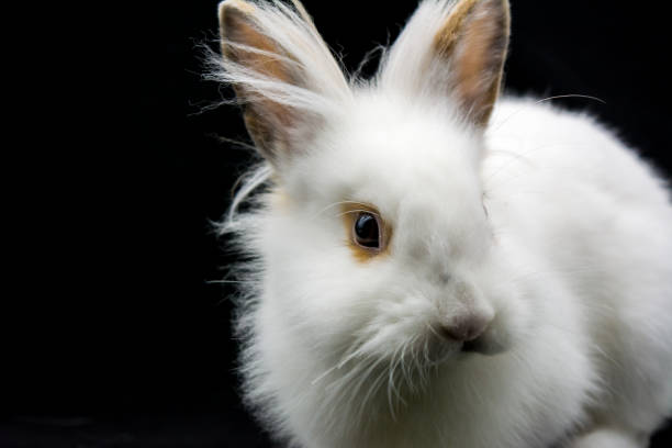 istock Horizontal View of Close Up of One Month Old White Dwarf Rabbit 935337778