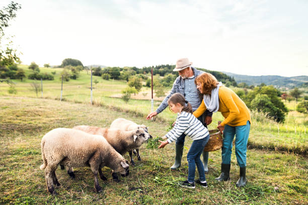 старшая пара с внучкой кормят овец на ферме. - sheep child farm livestock стоковые фото и изображения