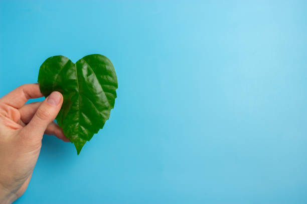 istock Green heart shape leaf in woman's hands 935337944