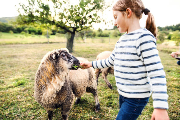 маленькая девочка кормит овец на ферме. - sheep child farm livestock стоковые фото и изображения