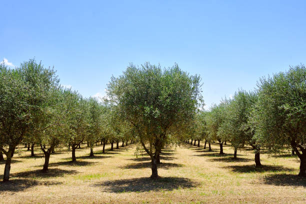 istock olive trees, Tuscany, Italy, Europe 935338042
