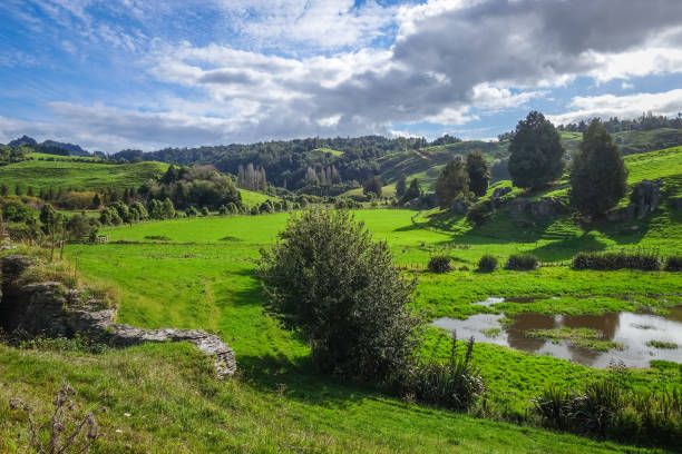 New Zealand countryside landscape New Zealand countryside fairy landscape in Waitomo waitomo caves stock pictures, royalty-free photos & images