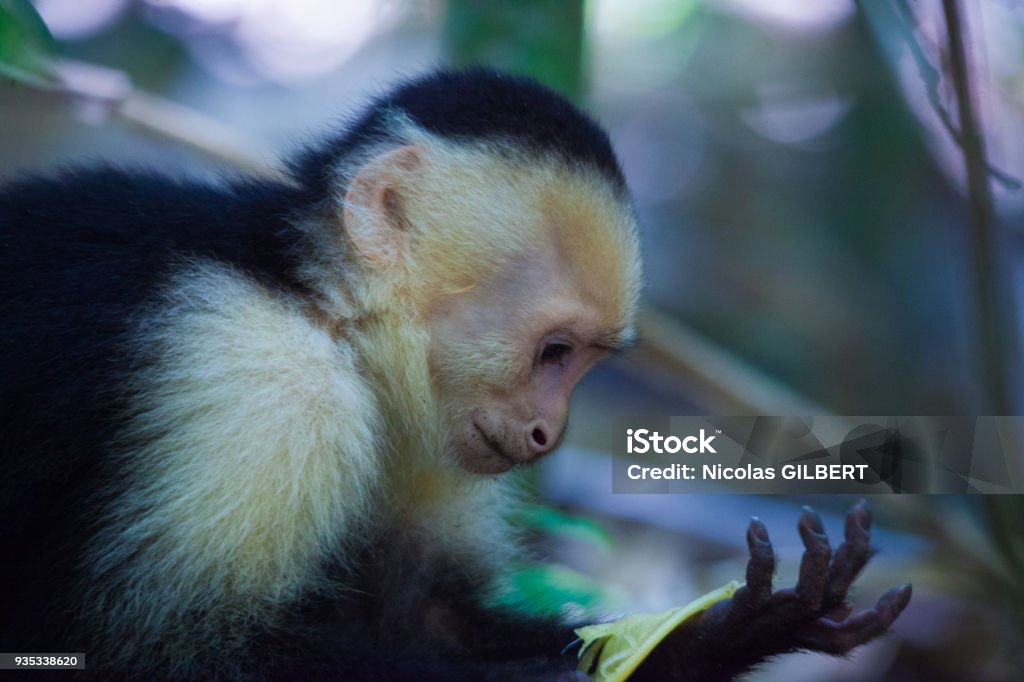 Capuchin - Costa Rica Costa Rica Stock Photo
