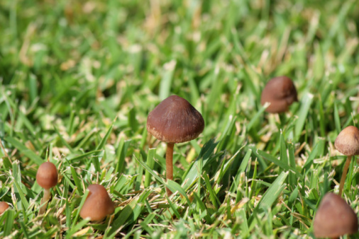 Closeup of a Chlorophyllum molybdites Mushroom which commonly known as the false parasol or green-spored parasol, a poisonous mushroom that belongs to the family Agaricaceae, on blured the green grasss background. A basidiomycete fungus with a large, prominent fruiting body resembling a parasol for use as background or copy space.