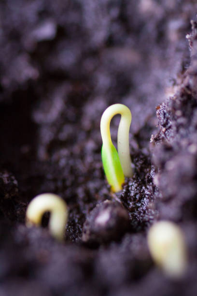 istock Tomato seedling pot in greenhouse 935345860