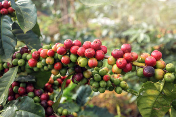 Coffee plantation Coffee plantation in Dalat, Vietnam central highlands vietnam photos stock pictures, royalty-free photos & images