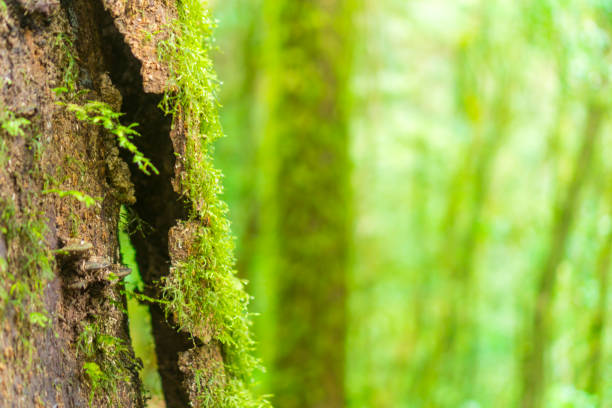 istock forest trees. nature green wood backgrounds 935351092