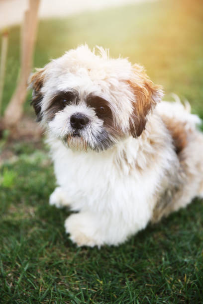 istock Happy dog puppy 935360362