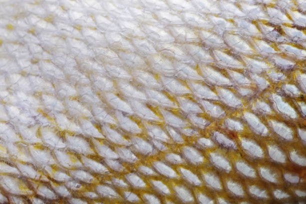 istock Extreme close-up of Grunt fish scale 935363614