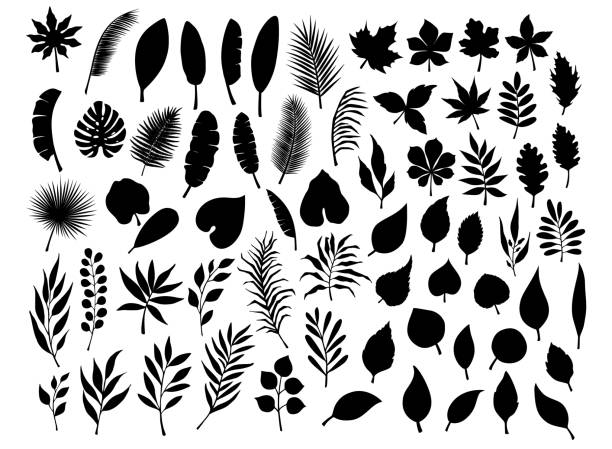 collection set of different silhouettes of tropical, forest, park tree leaves branches twigs plants foliage herbs in black color collection set of different silhouettes of tropical, forest, park tree leaves branches twigs plants foliage herbs in black color tropical tree stock illustrations