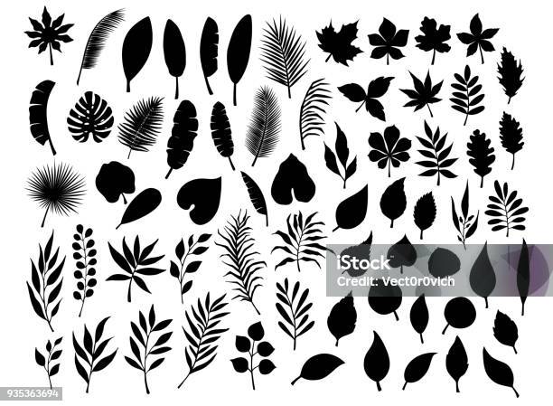 Collection Set Of Different Silhouettes Of Tropical Forest Park Tree Leaves Branches Twigs Plants Foliage Herbs In Black Color Stock Illustration - Download Image Now