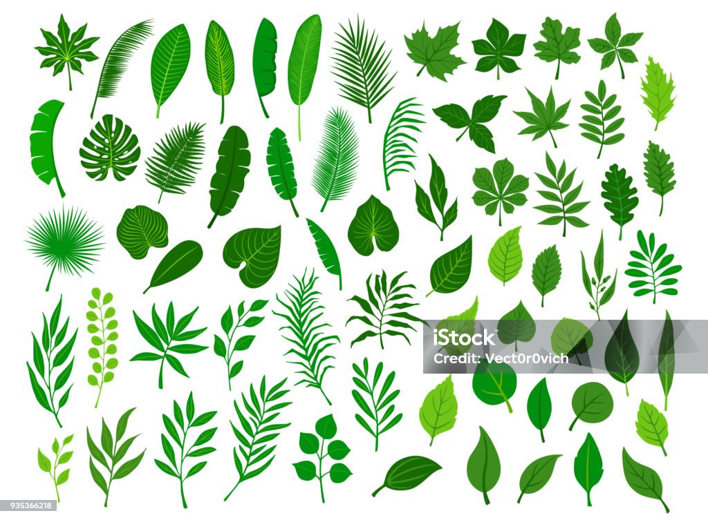 kolekcja zestaw różnych zielonych tropikalnych, las, park drzewo pozostawia gałęzie gałązki rośliny liści ziół - Grafika wektorowa royalty-free (Liść) kolekcja zestaw różnych zielonych tropikalnych, las, park drzewo pozostawia gałęzie gałązki rośliny liści ziół - Grafika wektorowa royalty-free (Liść)