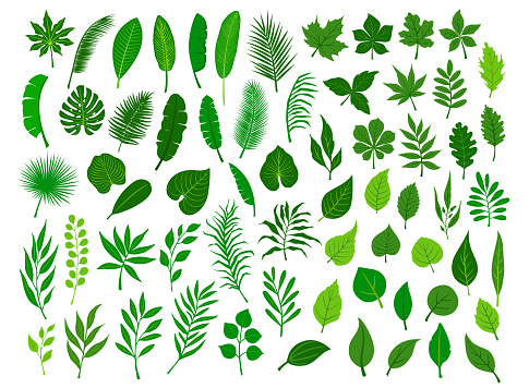 collection set of different green tropical, forest, park tree leaves branches twigs plants foliage herbs