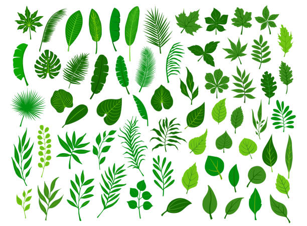 755,711 Green Leaf Illustrations & Clip Art - iStock | Green leaf background, Green leaf white background, Green leaf isolated 755,711 Green Leaf Illustrations & Clip Art - iStock | Green leaf background, Green leaf white background, Green leaf isolated
