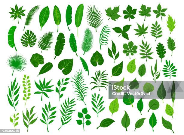 Collection Set Of Different Green Tropical Forest Park Tree Leaves Branches Twigs Plants Foliage Herbs Stock Illustration - Download Image Now