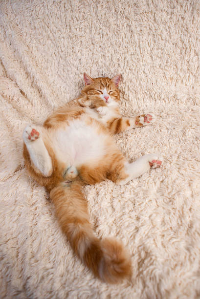 istock Red cat lying on the bed. Pet  couch resting. Fluffy cat sleepi 935366236