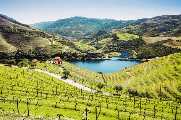 Photo of Vineyards in Douro valley with river, Portugal