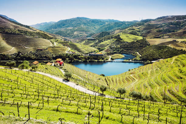 vineyards in douro valley with river, portugal - douro imagens e fotografias de stock