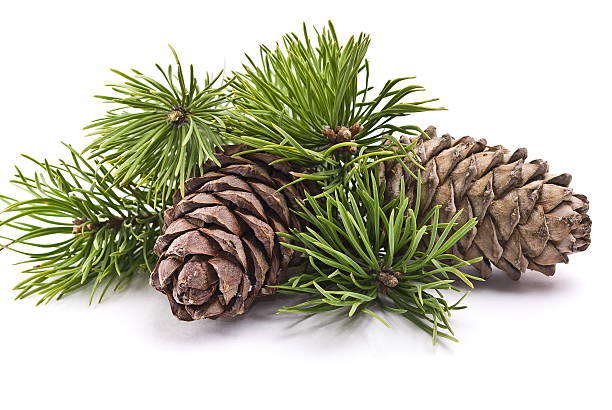istock Siberian pine cones and green branches on white background 93537245