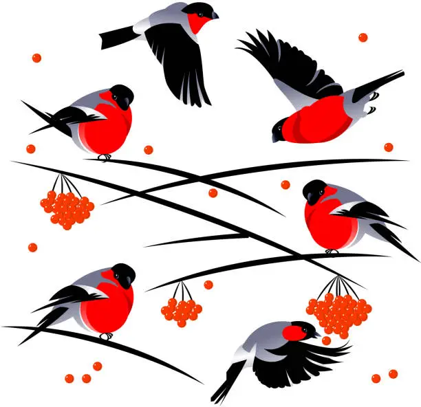 Vector illustration of bird bullfinch