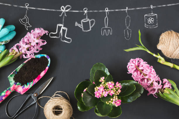 Gardening spring concept with pink calanchoe and hyacinth and tools on black board. Copy space. Top view. Gardening spring concept with pink calanchoe and hyacinth and tools on black chalkboard. Copy space. Top view. calanchoe stock pictures, royalty-free photos & images