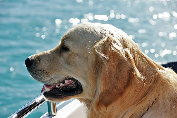 istock Dog watching the sea 93539211