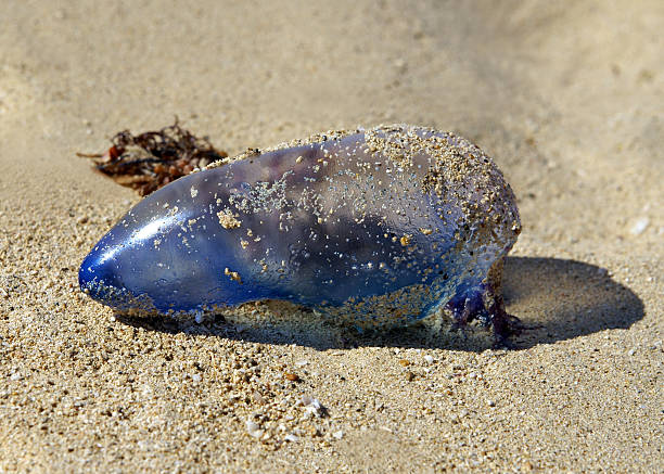 istock Portuguese man-of-war 93539217