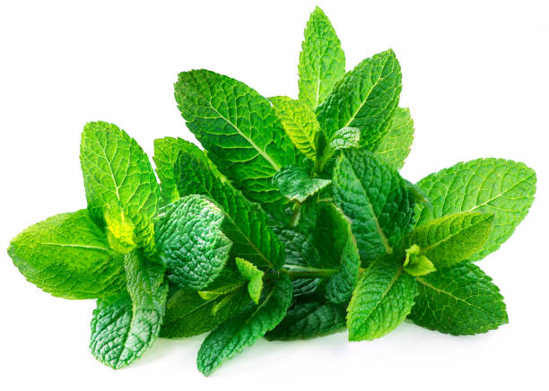 Fresh spearmint leaves isolated on the white background. Mint, peppermint close up"n Fresh spearmint leaves isolated on the white background. Mint, peppermint close up"n garnish photos stock pictures, royalty-free photos & images